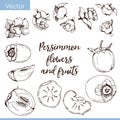 Set of vector elements. Persimmon flowers and fruits Royalty Free Stock Photo